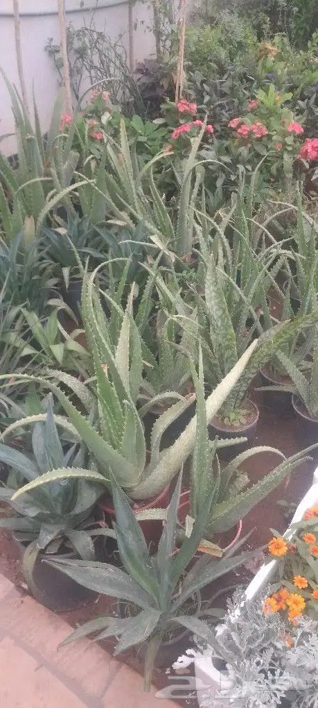 مشتل تنسيق حدائق 5