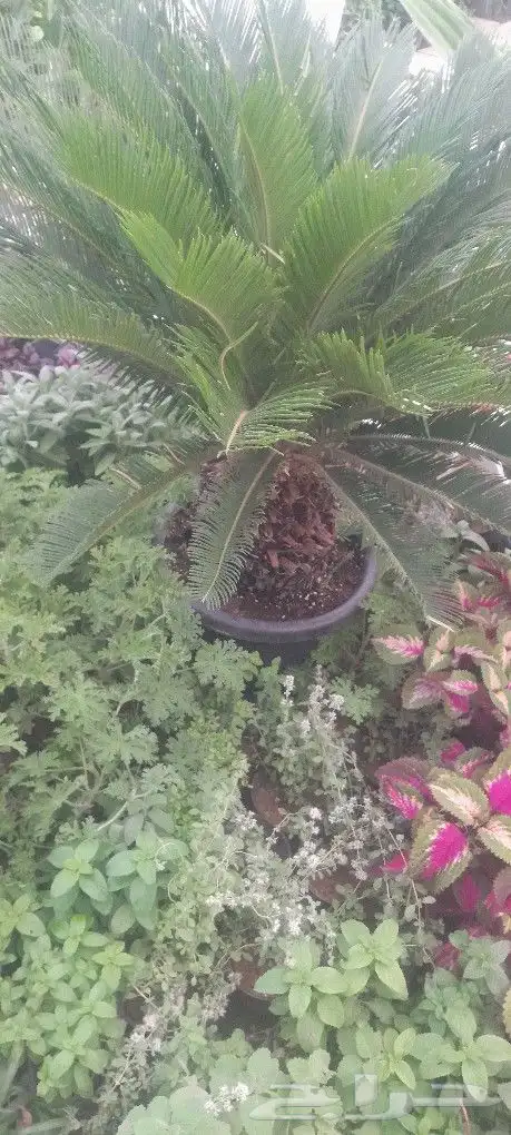 مشتل تنسيق حدائق 4