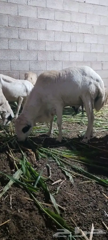 فحل بلدى على الشرط سنه موضح بالصوره 2