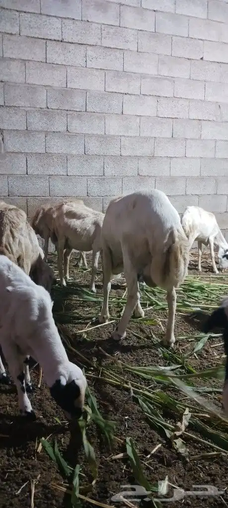فحل بلدى على الشرط سنه موضح بالصوره 3