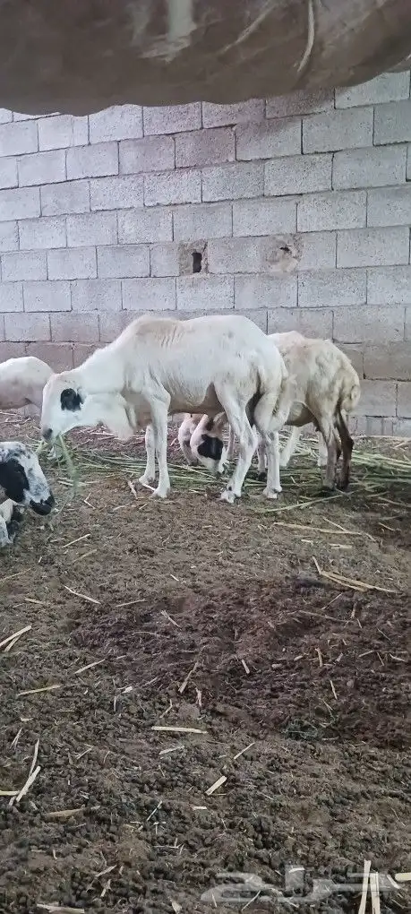 فحل بلدى على الشرط سنه موضح بالصوره 4