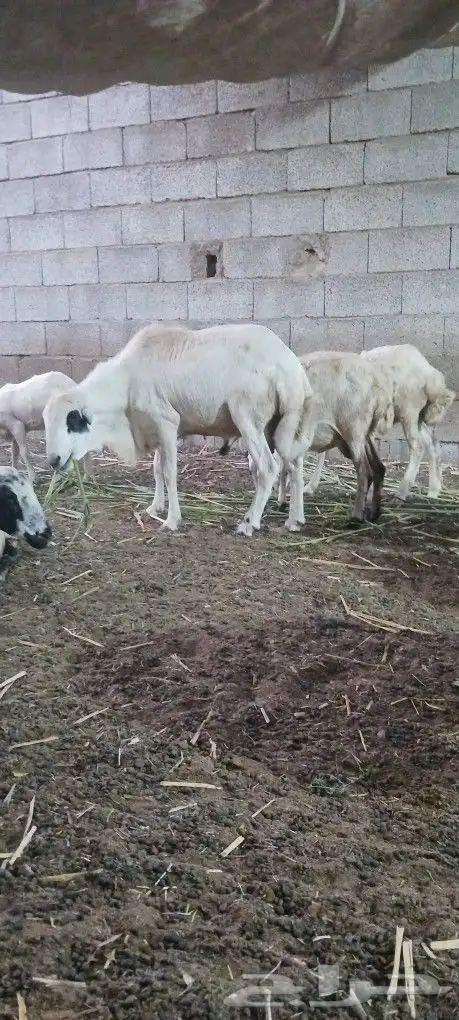 فحل بلدى على الشرط سنه موضح بالصوره 5