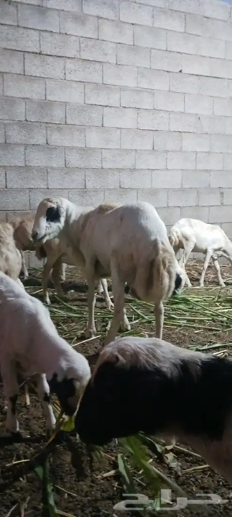 فحل بلدى على الشرط سنه موضح بالصوره 1