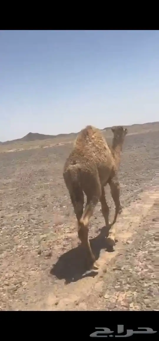 حواره سمين 1
