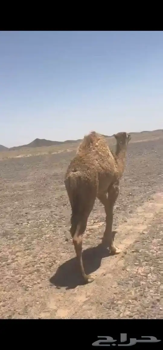 حواره سمين 0