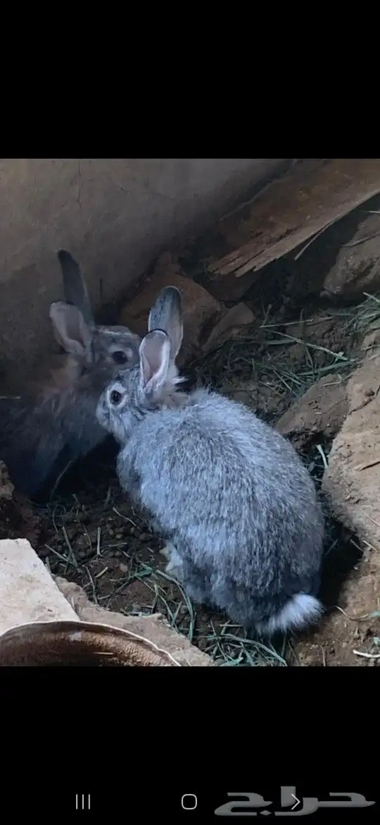 أرانب فاخره من الاخره كفو فحول الأرانب حاره على الاضراب 3