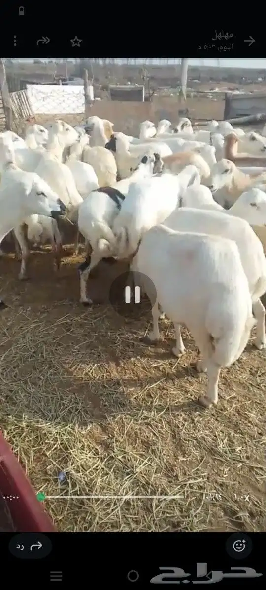 اعرض لكم ضأن رفيديات 6