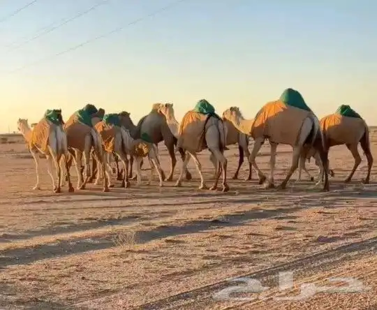 تفصيل اجله الابل 2