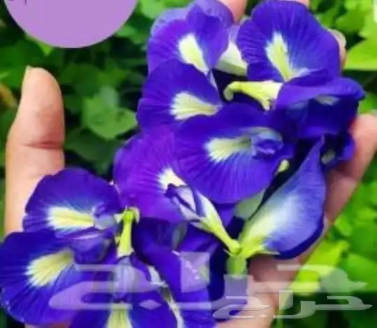الشاي الازرق زهرة فراشة البازلاء البنفسجي صبار الوفيرا 14