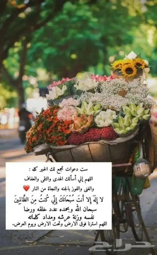 الشاي الازرق زهرة فراشة البازلاء البنفسجي صبار الوفيرا 3
