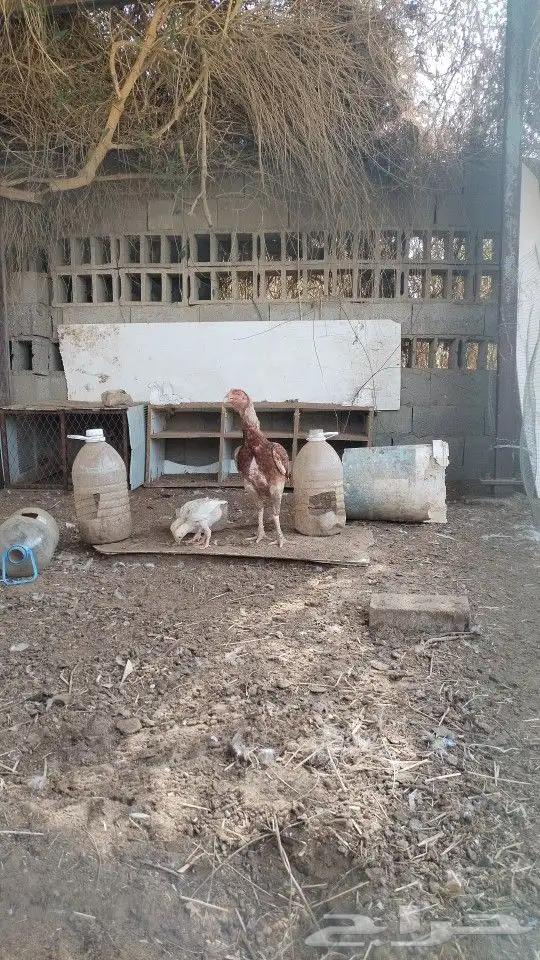 دجاجه مفرخه باكستاني 0