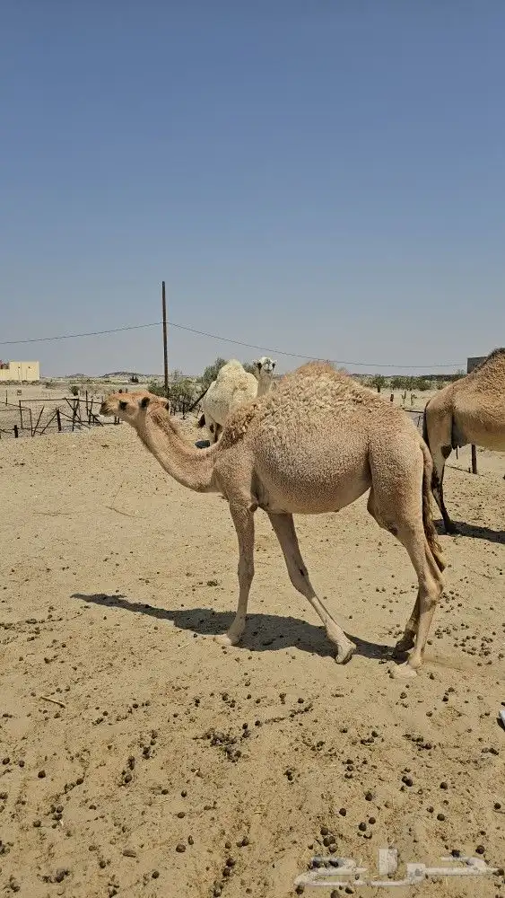 بكرة مفرودة للبيع ببيشة 4