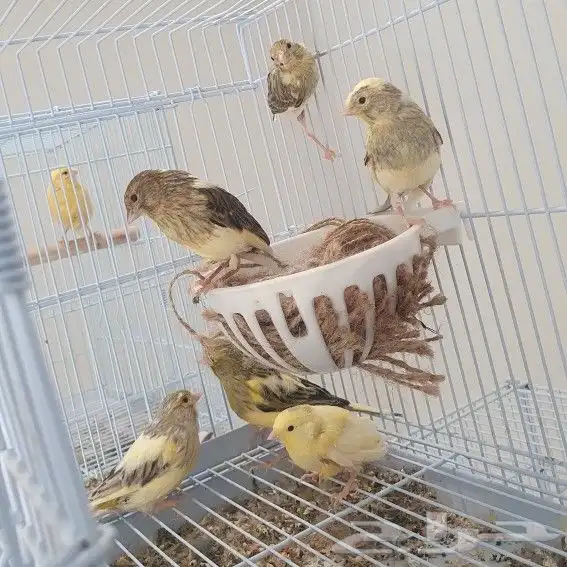 جوز كناري - تم البيع 0