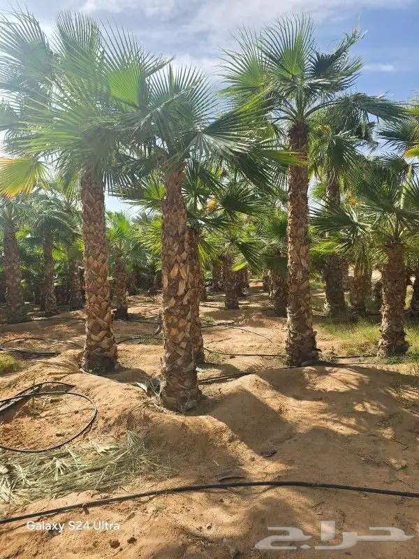 نخيل واشنطني 2