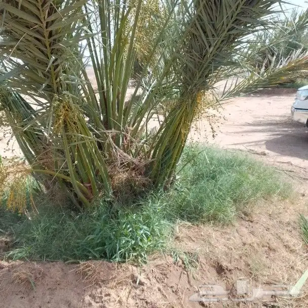 يوجد لدينا جميع انواع النخيل المثمر وزينه توصل جميع منطق الم 5