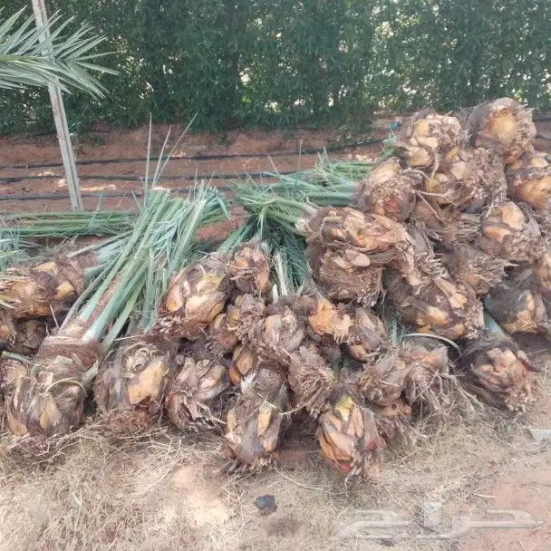 يوجد لدينا جميع انواع النخيل المثمر وزينه توصل جميع منطق الم 1