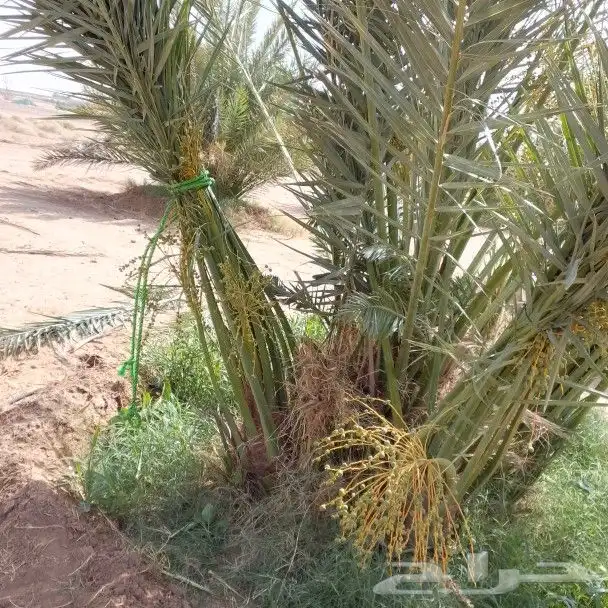 يوجد لدينا جميع انواع النخيل المثمر وزينه توصل جميع منطق الم 7