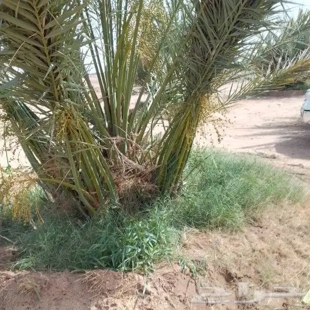 يوجد لدينا جميع انواع النخيل المثمر وزينه توصل جميع منطق الم 4
