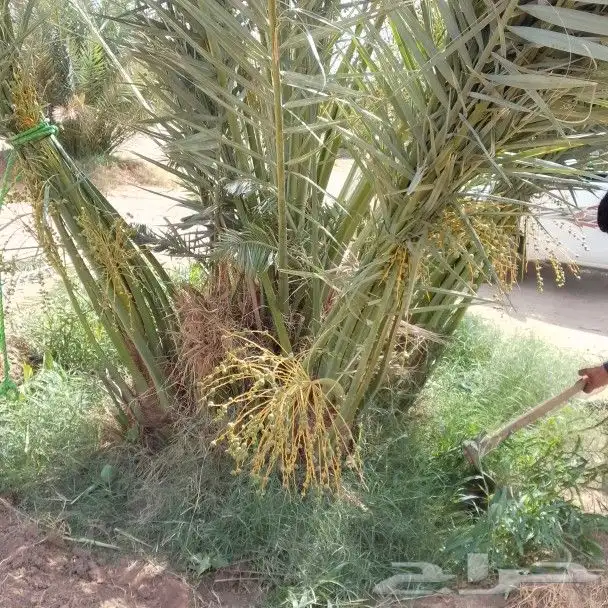 يوجد لدينا جميع انواع النخيل المثمر وزينه توصل جميع منطق الم 6