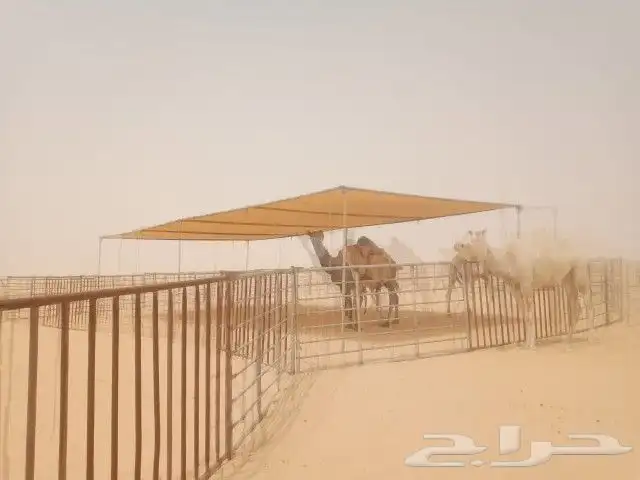 مظلات أبل ثابته ومتحركه الموقع متالع 8