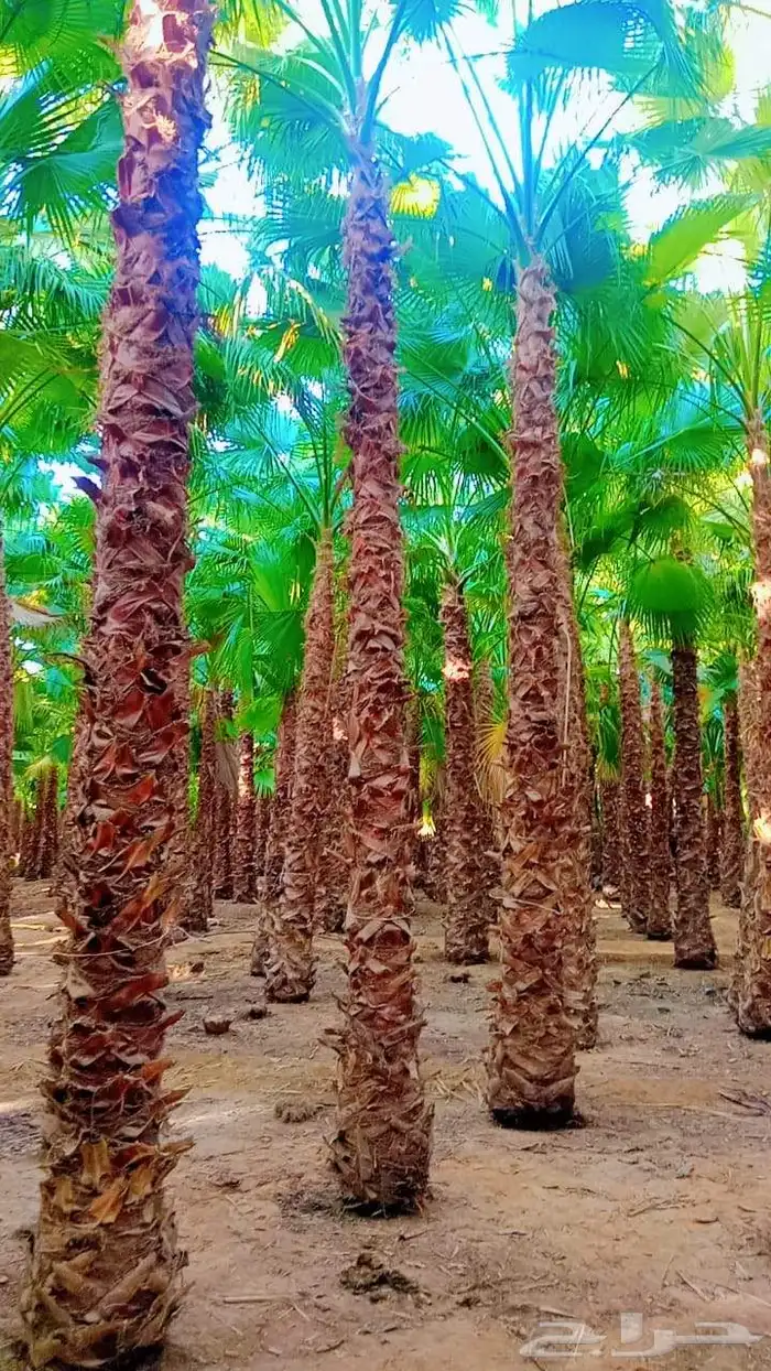 نخل واشنطني امريكي درجه اولا 0