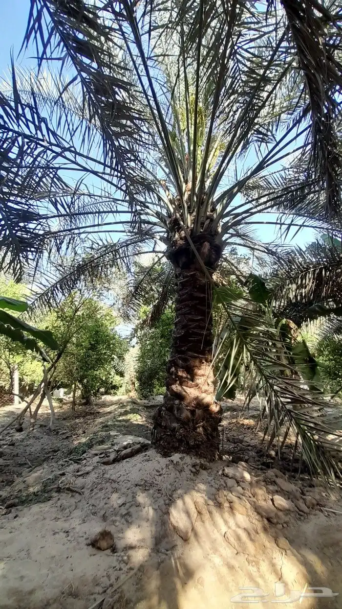 تنسيق الحدائق وترتيبها وترتيب العشب الصناعي والطبيعي 6