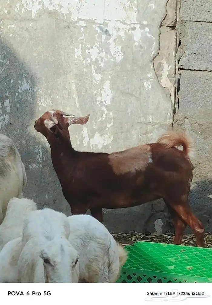 خبشه سمينه شخم 0