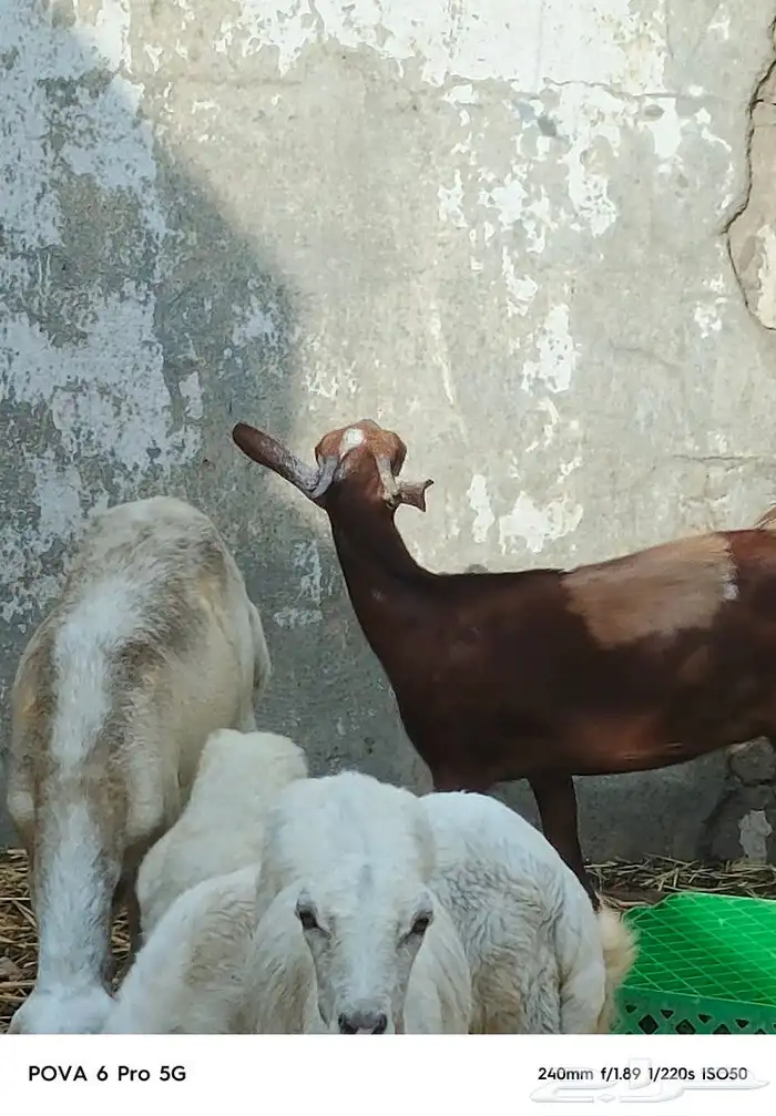 خبشه سمينه شخم 1