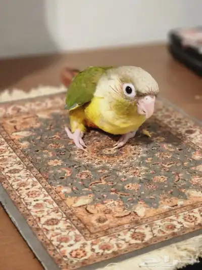 (تم البيع) 1