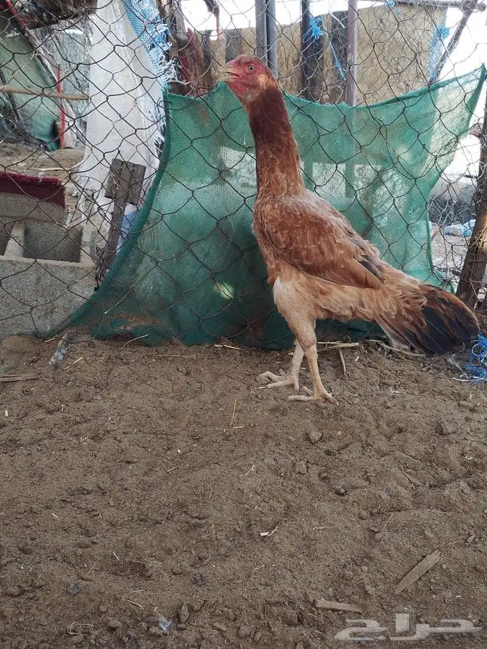 دجاج سنود 0