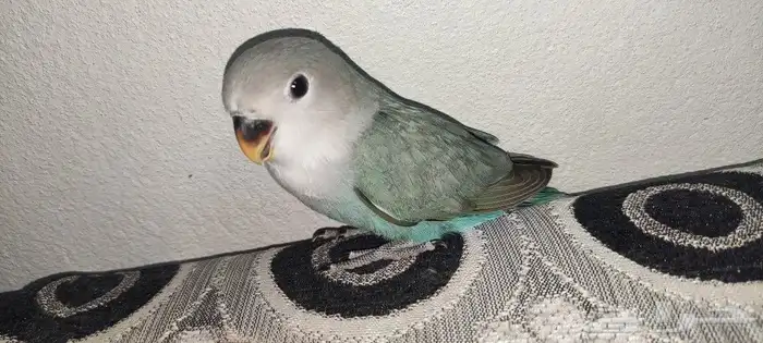 روز 0