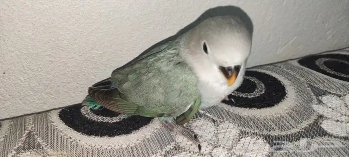 روز 2