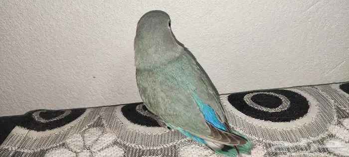 روز 1
