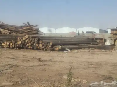 حشب كهربا سنوبر 3