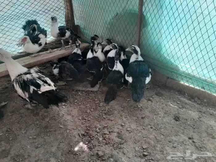 بط بح في المجمعه 5