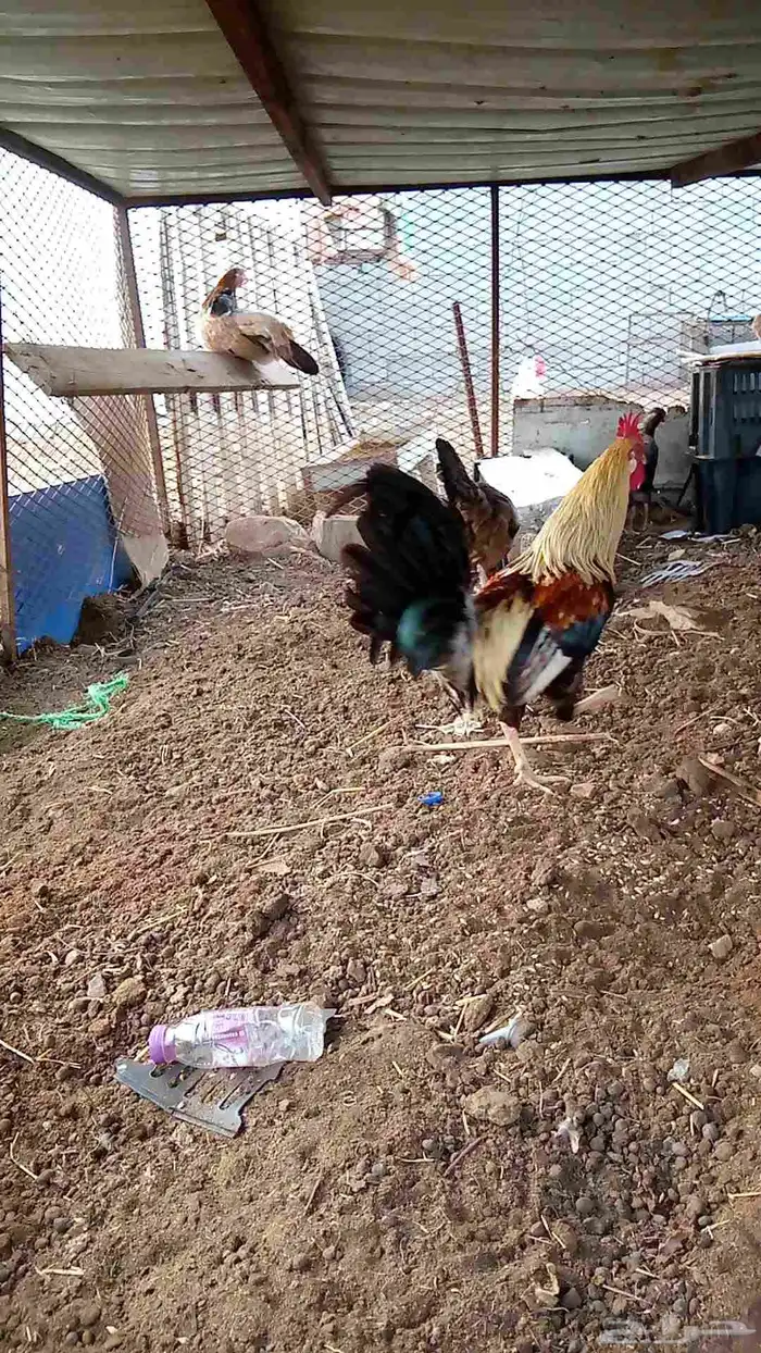 ديك بلدي وديك باكستاني مهجن الصامل يجي خاص 0