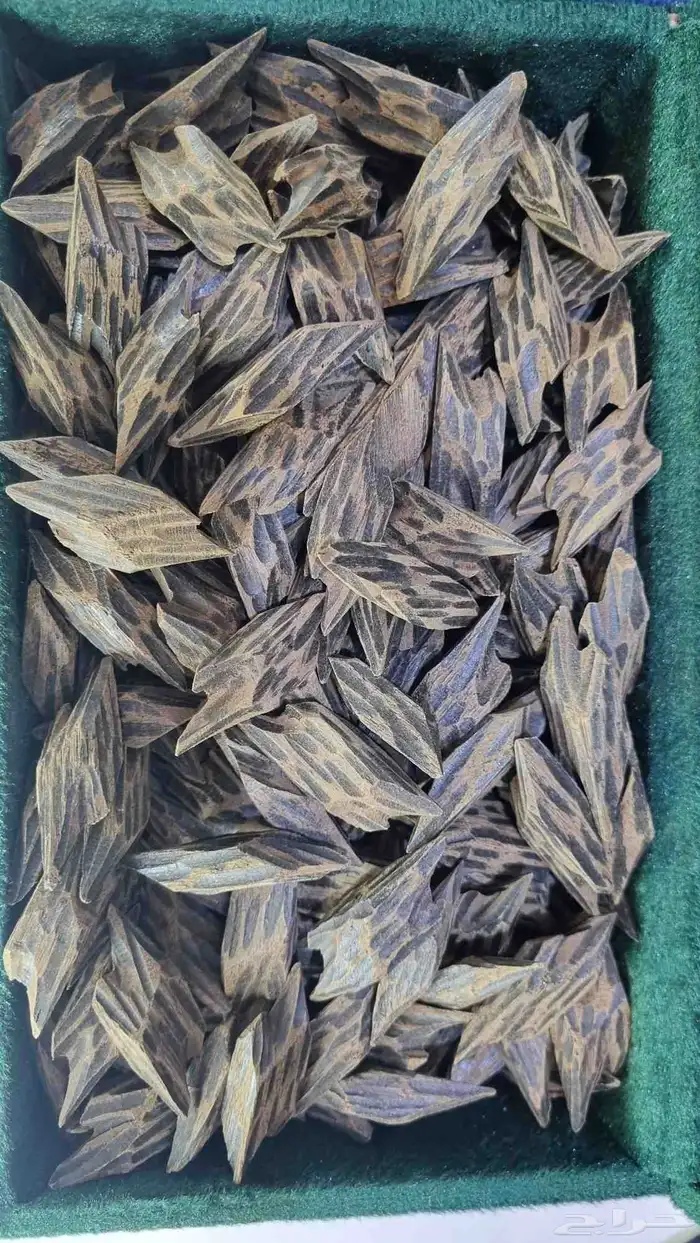 عود كمبودي تايقر محسن 1