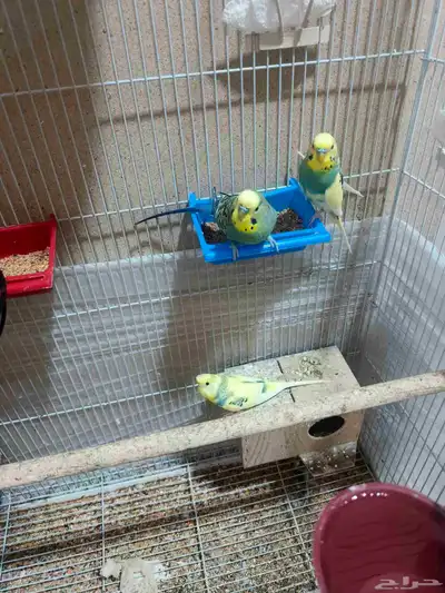 Budgies for sale 0