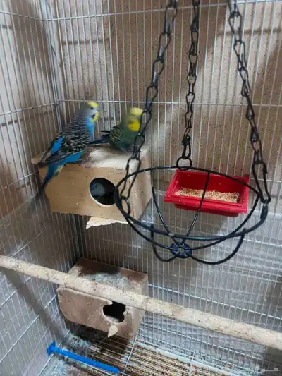 Budgies for sale 1