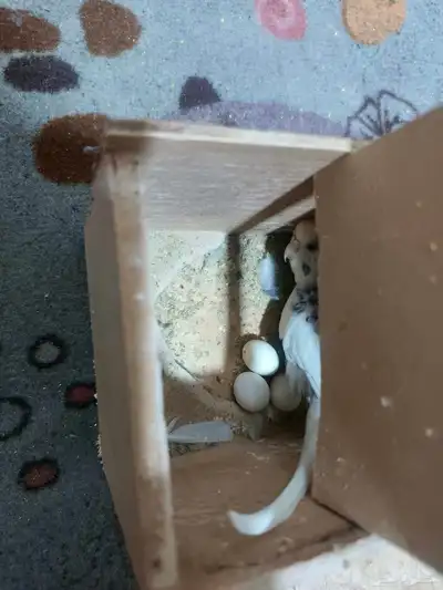 Budgies for sale 2