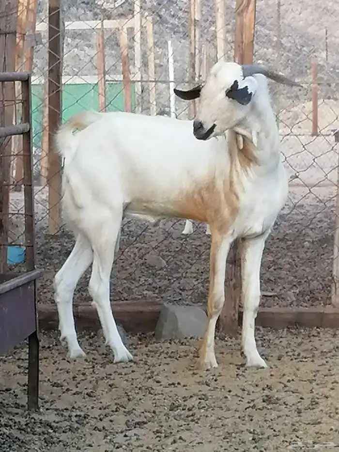 فحل بيشي اكحل 0