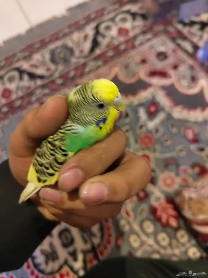 السلام عليكم ورحمة الله وبركاته طيور الحب اسعر الاثنين 200 4