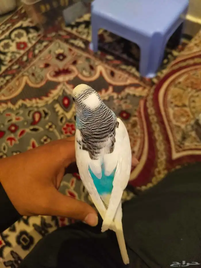 السلام عليكم ورحمة الله وبركاته طيور الحب اسعر الاثنين 200 1