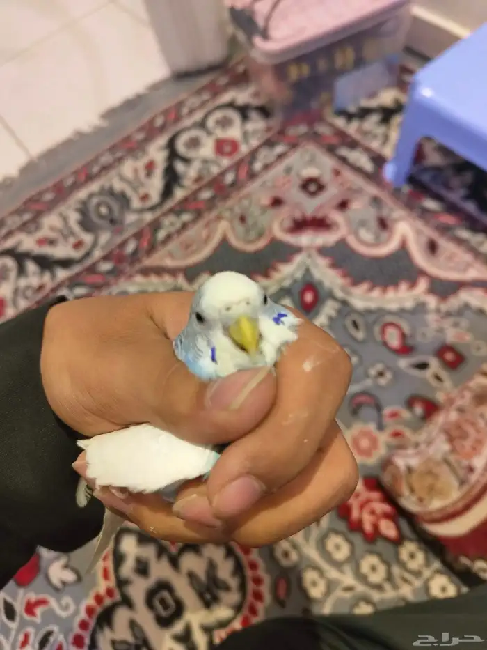 السلام عليكم ورحمة الله وبركاته طيور الحب اسعر الاثنين 200 2