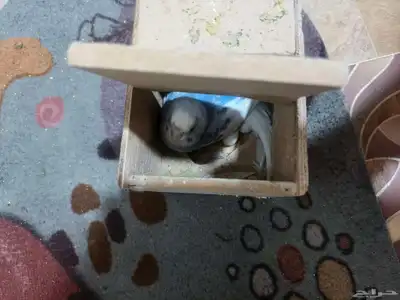 Budgies for sale 3