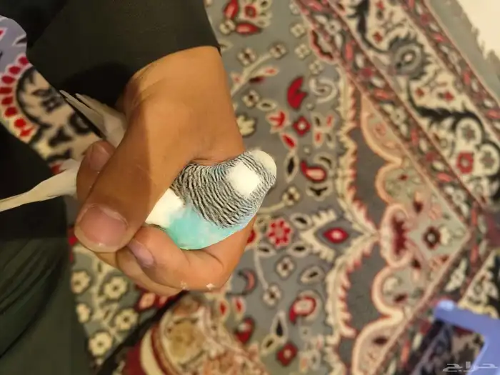 السلام عليكم ورحمة الله وبركاته طيور الحب اسعر الاثنين 200 0