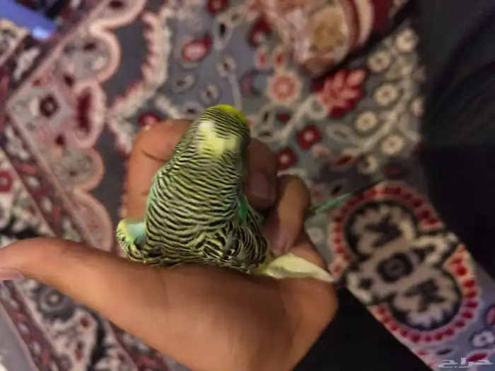 السلام عليكم ورحمة الله وبركاته طيور الحب اسعر الاثنين 200 3