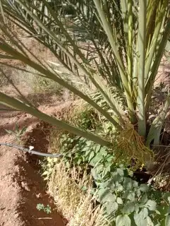 فسايل النخيل نخل مثمرة 1