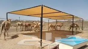 مضلات الإبل 2