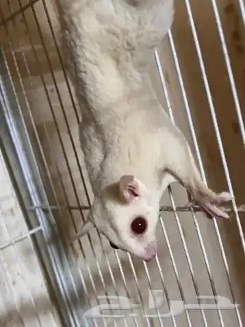suger glider 0